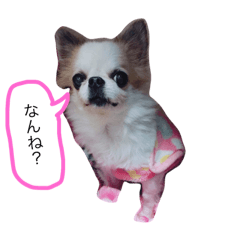 [LINEスタンプ] チワ＋にゃー