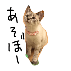 [LINEスタンプ] ねこの気持ち。