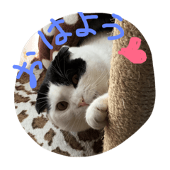 [LINEスタンプ] rice ball cat ten