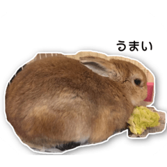 [LINEスタンプ] うさぎのオンちゃん