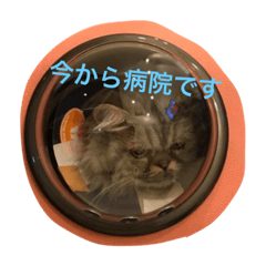 [LINEスタンプ] もっぷちゃん生活