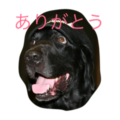 [LINEスタンプ] brother dogs