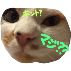 [LINEスタンプ] tamo*stamp 2