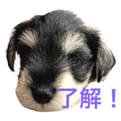 [LINEスタンプ] ミニシュナのあかちゃん