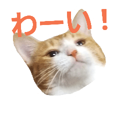 [LINEスタンプ] 茶白ネコのごあいさつ
