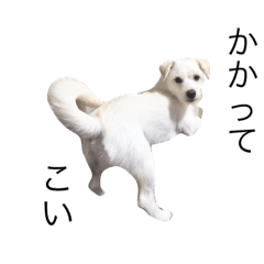 [LINEスタンプ] seifukuの画像（メイン）