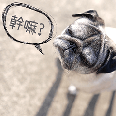 [LINEスタンプ] Lovely dog-PUG