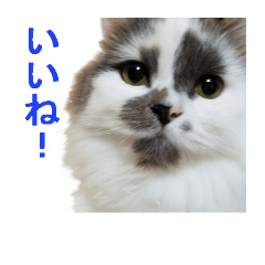 [LINEスタンプ] ウチのネコ にゃ〜