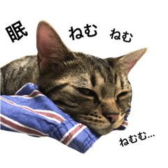 [LINEスタンプ] 我が家の えだまめ先生 スタンプ