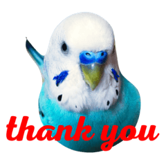 [LINEスタンプ] インコのかいちゃん