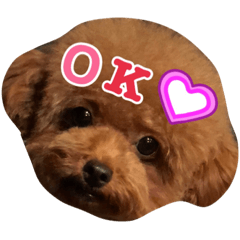 [LINEスタンプ] トイプードルのこまち