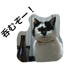 [LINEスタンプ] おらいのめんごい保護猫達
