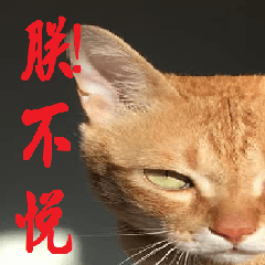[LINEスタンプ] CAT DORDOR