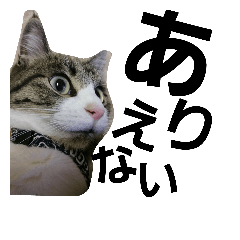 [LINEスタンプ] cat coco chan