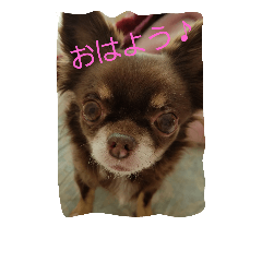 [LINEスタンプ] ショコラ+ルナ・ポン