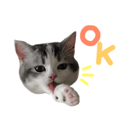 [LINEスタンプ] アルちゃんスタンプ①