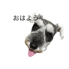 [LINEスタンプ] ミニチュア シュナウザー しゃん