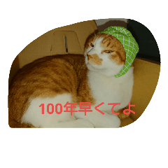 [LINEスタンプ] 表情で語る猫のきなこ。