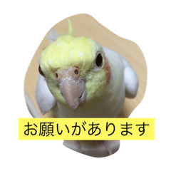 [LINEスタンプ] オカメインコ レイとミルク