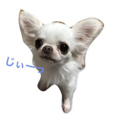 [LINEスタンプ] チワワのふぶきちゃん