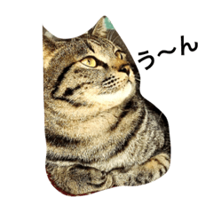 [LINEスタンプ] ウチの猫！