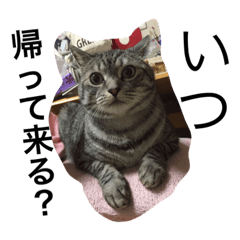 [LINEスタンプ] しゃあどらごん②