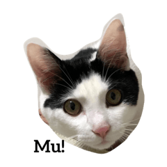 [LINEスタンプ] 猫の…