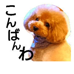 [LINEスタンプ] トイプードルのいろはちゃん 2
