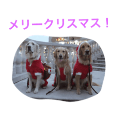 [LINEスタンプ] ゴールデンレトリバーのクリスマススタンプ