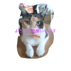 [LINEスタンプ] cute1005