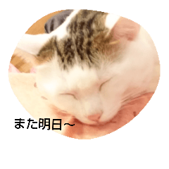 [LINEスタンプ] Nyankkkko