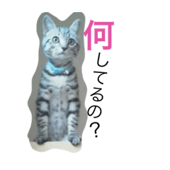 [LINEスタンプ] しゃあどらごん