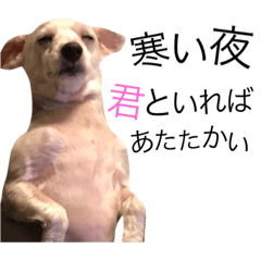 [LINEスタンプ] 暇なマルチーズ×ヨークシャテリア（犬）