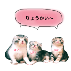 [LINEスタンプ] ニャンコスタンプ2017-4