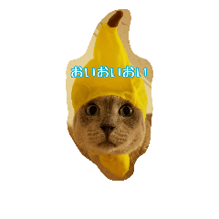 [LINEスタンプ] Tonkinese Cat Tom 3