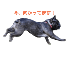 [LINEスタンプ] frenchbulldoglove