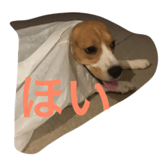 [LINEスタンプ] beagle fuji