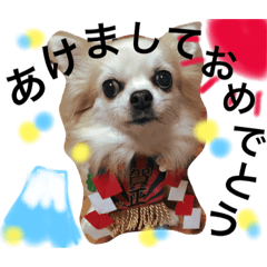 [LINEスタンプ] チワワファミリースタンプ