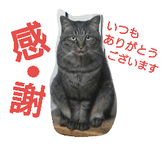 [LINEスタンプ] Cat_Yoichi