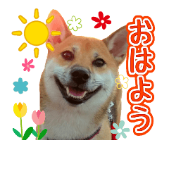 [LINEスタンプ] 柴犬『小夏』の日常使えるスタンプの画像（メイン）