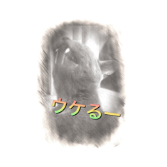 [LINEスタンプ] スケッチキャット