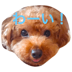 [LINEスタンプ] トイ・プードルマカロンの気ままな毎日2