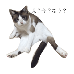 [LINEスタンプ] jiro is cat