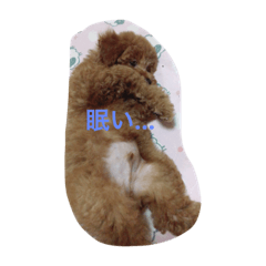 [LINEスタンプ] トイプードルあおと
