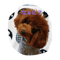 [LINEスタンプ] トイプードルるきあ君