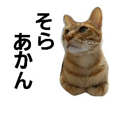 [LINEスタンプ] 子と猫