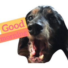[LINEスタンプ] 愛犬‼︎