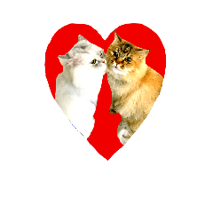[LINEスタンプ] 実写で猫まみれ。2