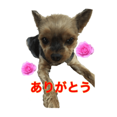 [LINEスタンプ] Pixie the Dog