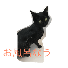 [LINEスタンプ] 黒猫クインver2